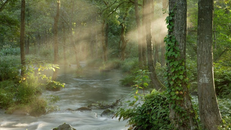 rivers-sunlight-landscapes-tress-forest-beam-rays-beautiful-nature-background-photos.jpg